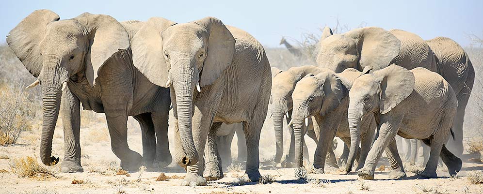 Elephant herd in Etosha